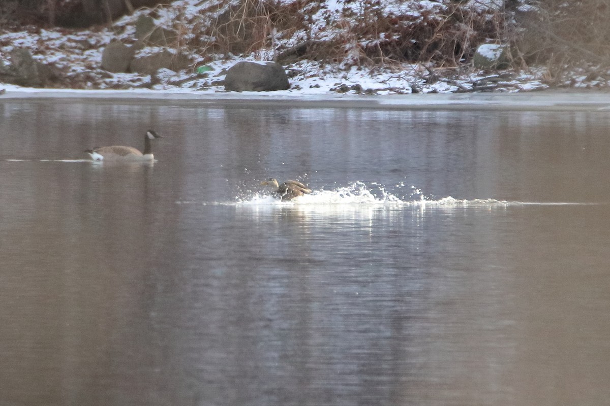 American Black Duck - ML645026759