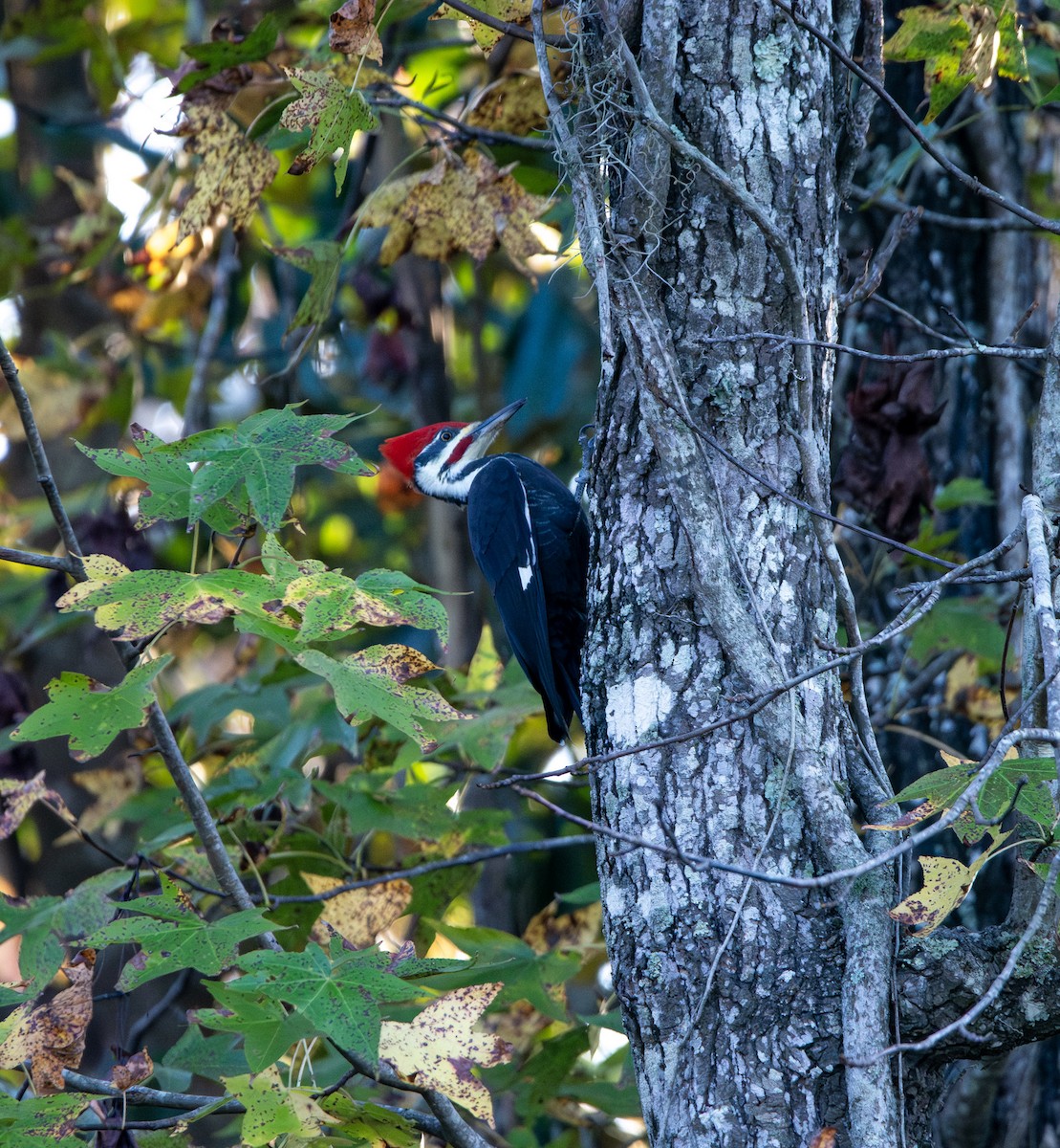 Pileated Woodpecker - ML645026762