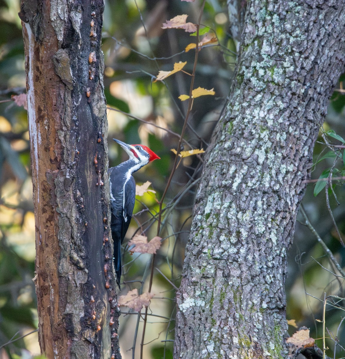 Pileated Woodpecker - ML645026763