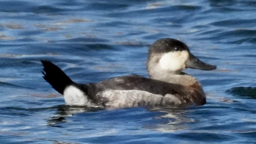 Ruddy Duck - ML645026765