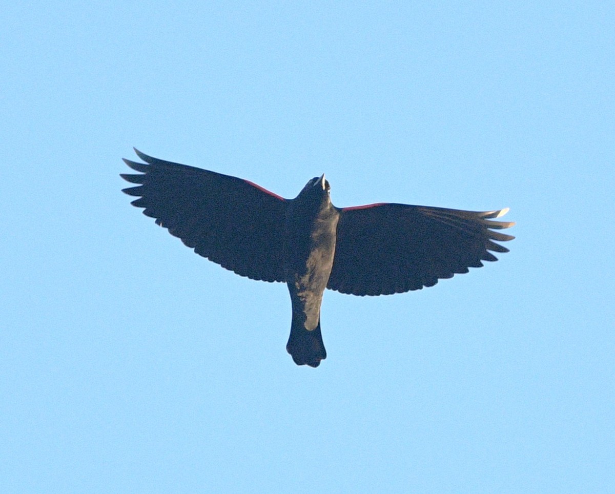 Red-winged Blackbird - ML645026766