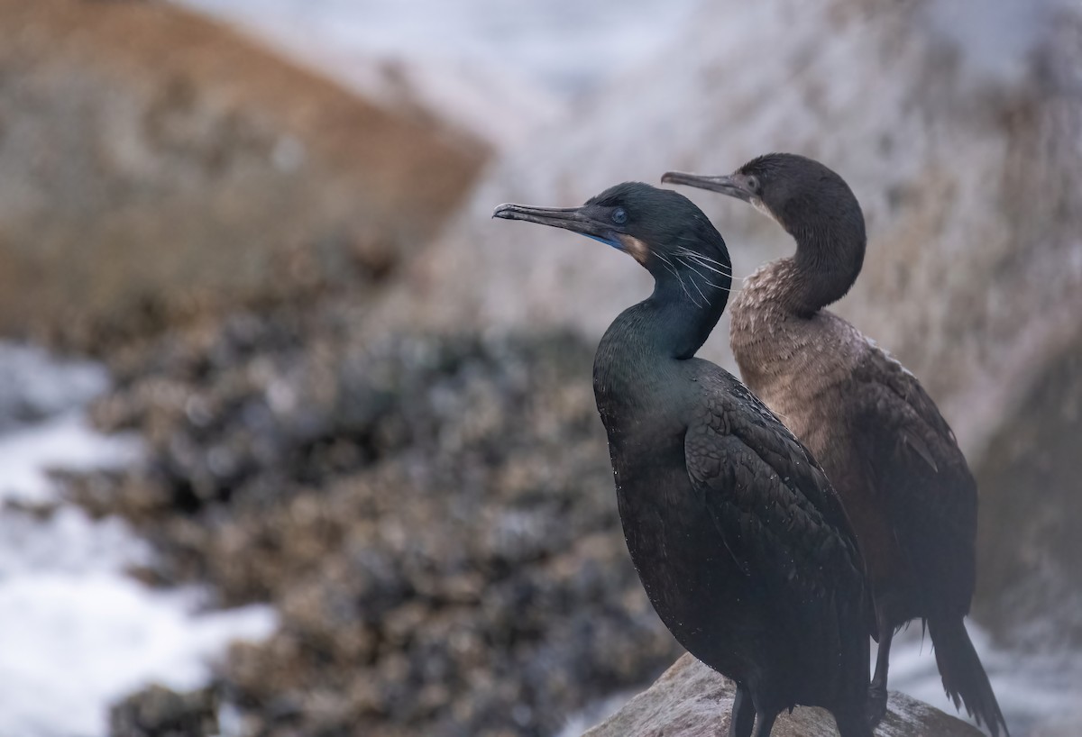 Brandt's Cormorant - ML645026768