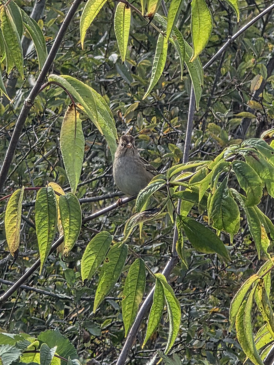 White-crowned Sparrow - ML645026770