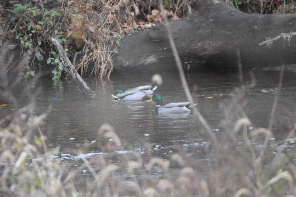 綠頭鴨 - ML645026774