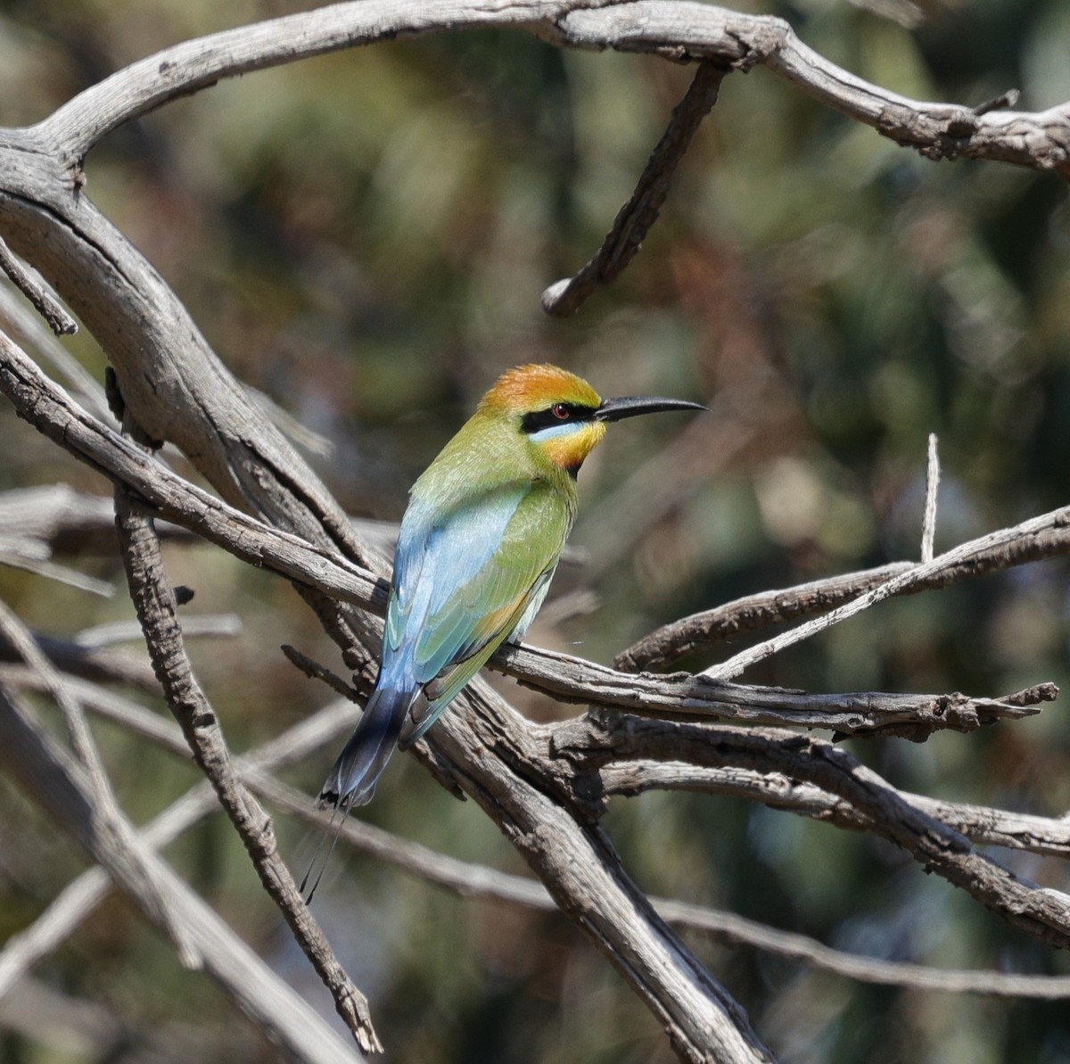 Regenbogenspint - ML645026782