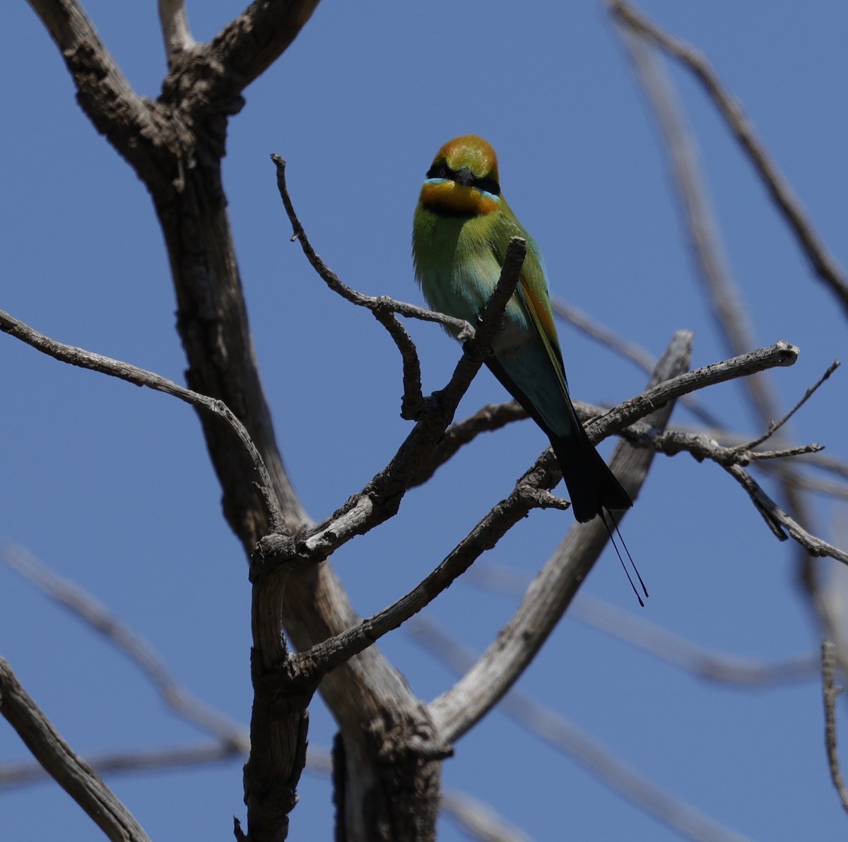 Regenbogenspint - ML645026783