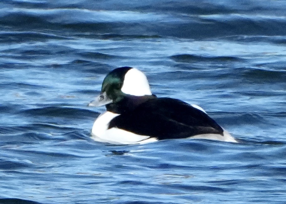 Bufflehead - ML645026785