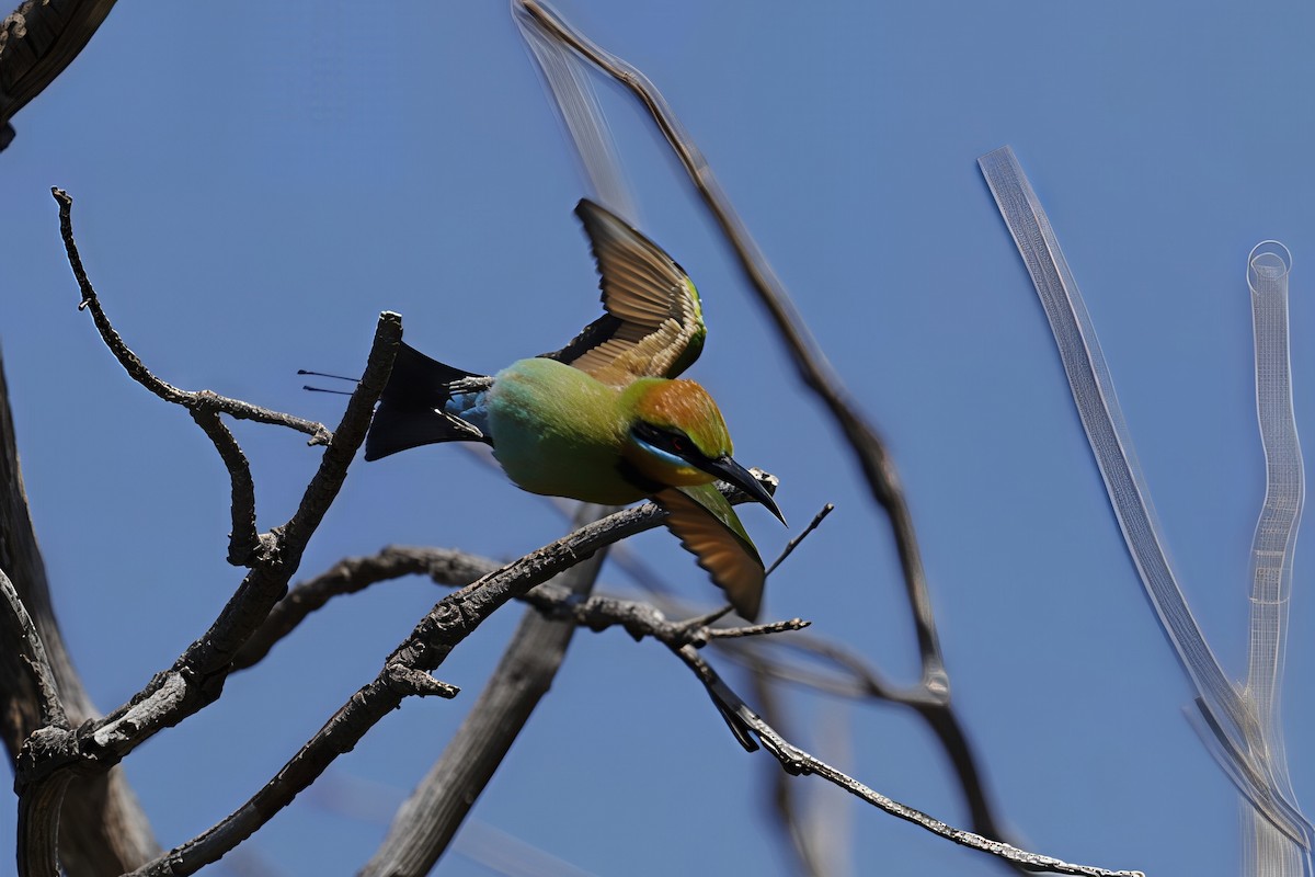 Regenbogenspint - ML645026786