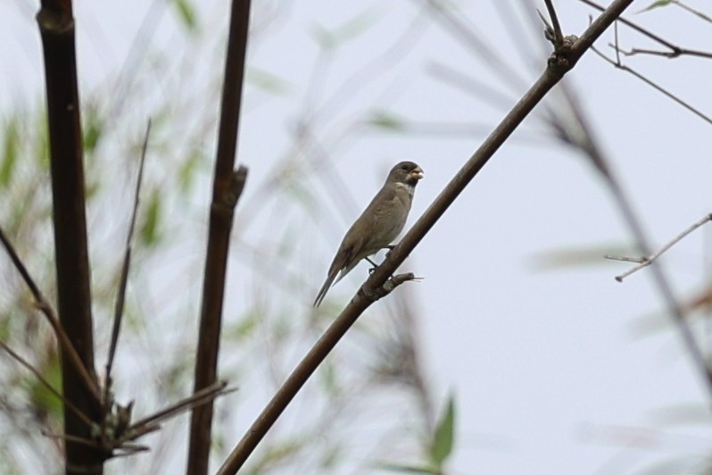 Gray-breasted Martin - ML645026787