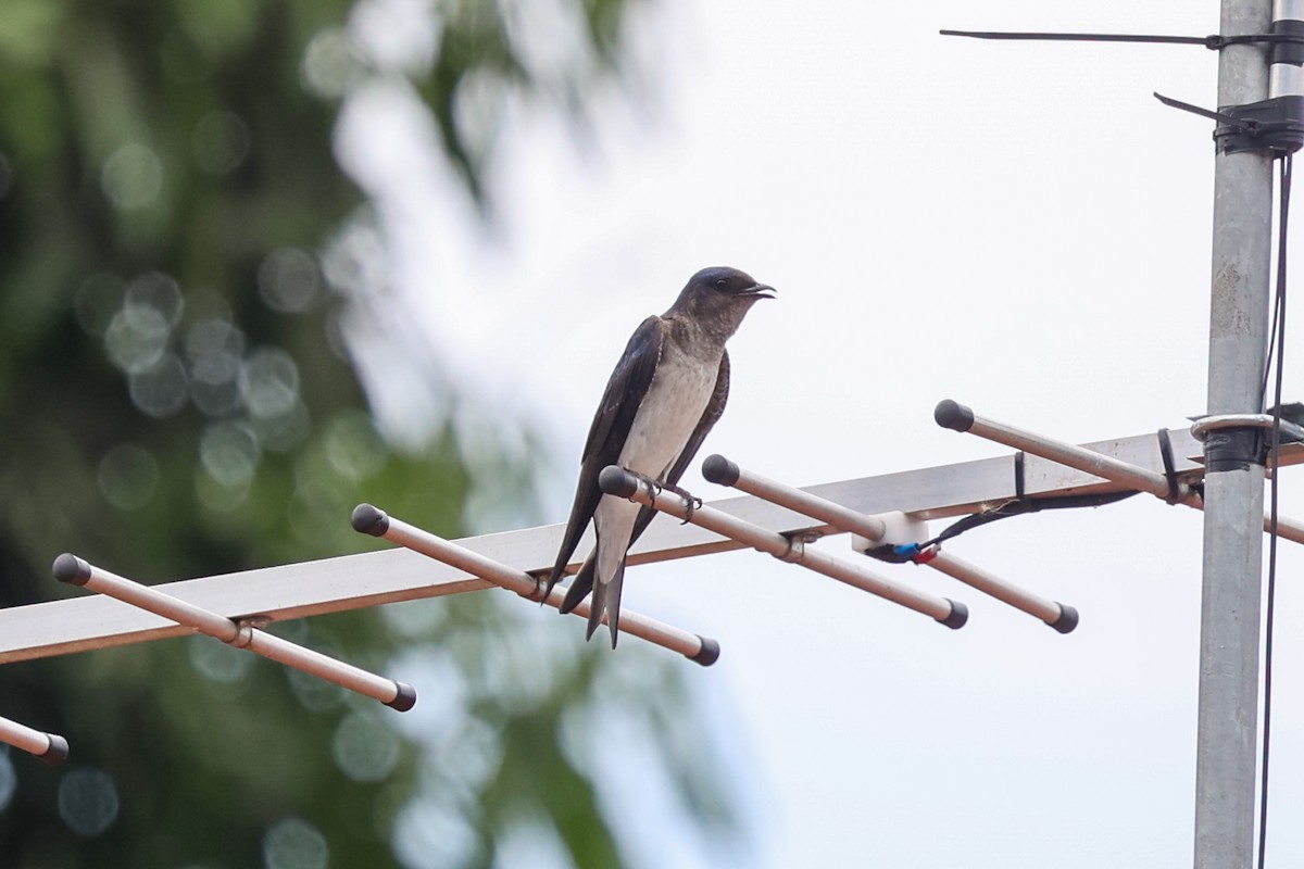 Gray-breasted Martin - ML645026788
