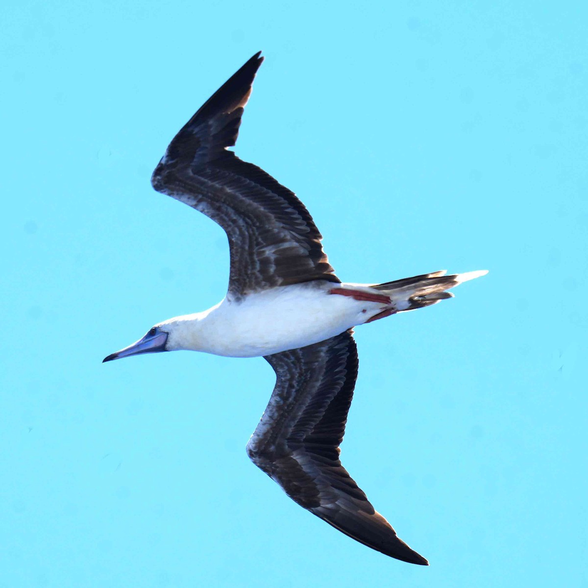 Red-footed Booby - ML645026796