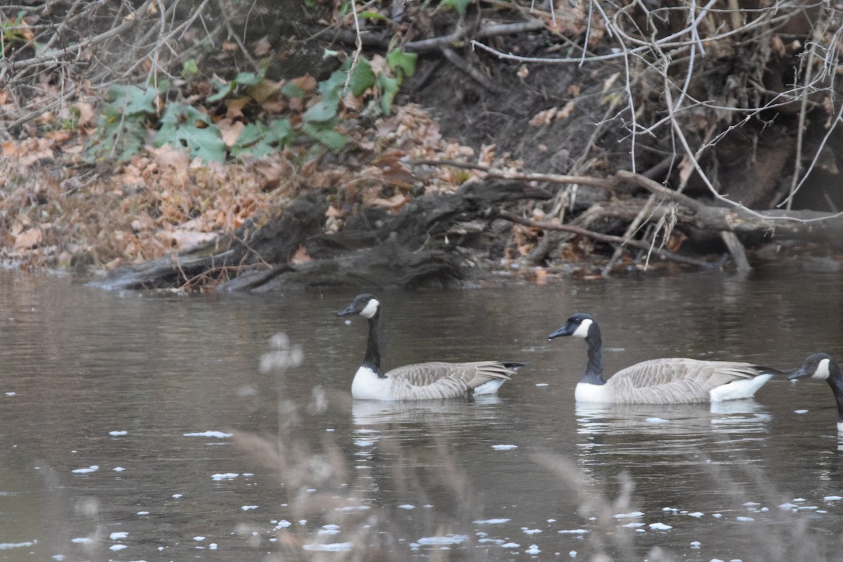 Canada Goose - ML645026797