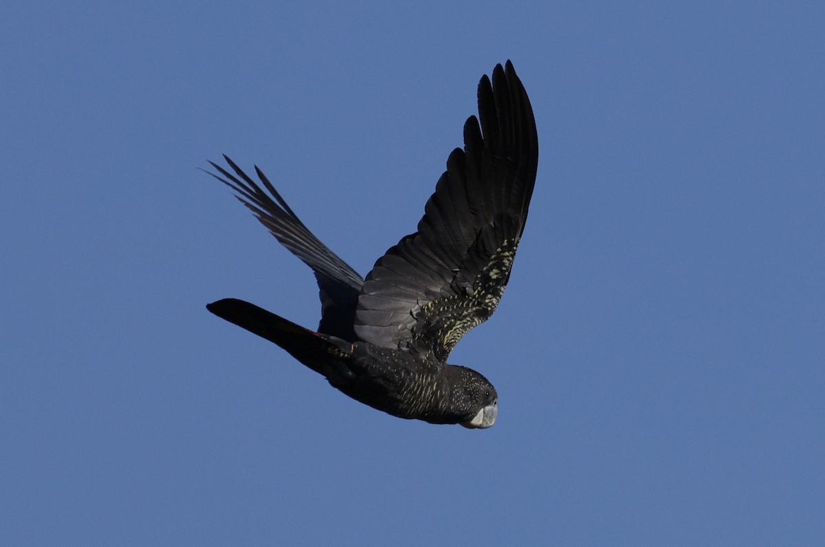 Rotschwanz-Rabenkakadu - ML645026819