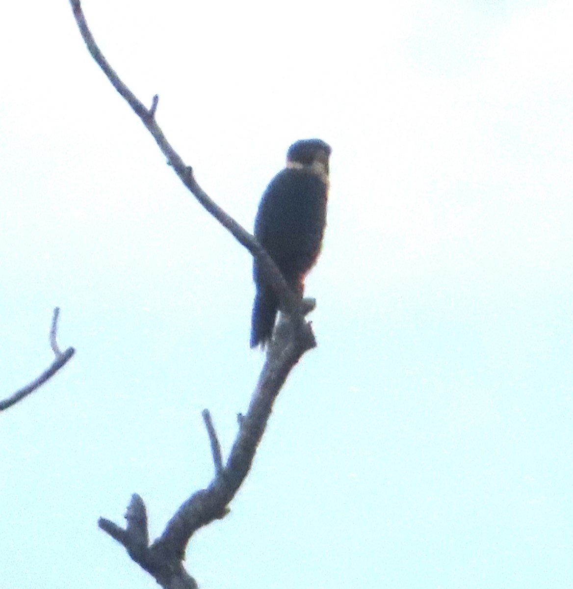 Bat Falcon - ML645026820