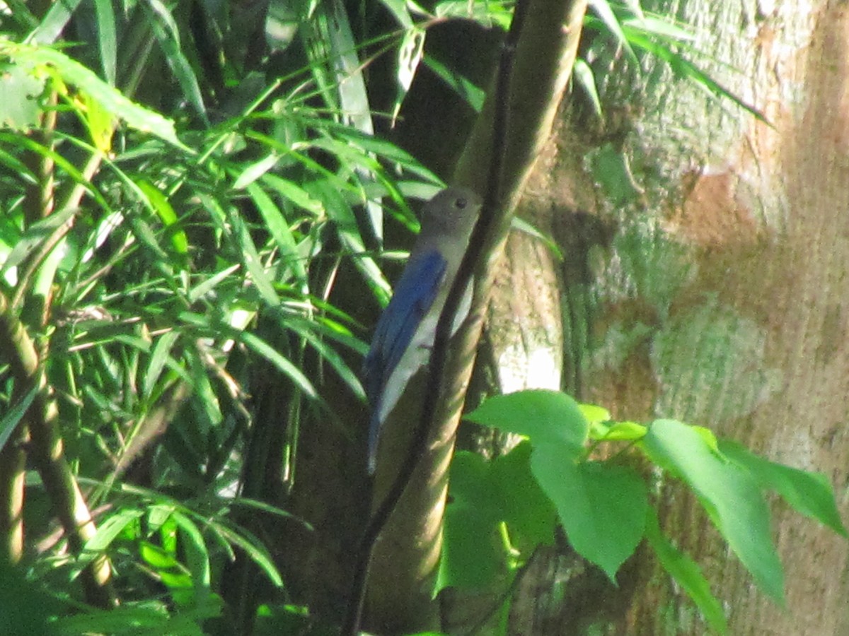 Blue-and-white Flycatcher - ML645026822