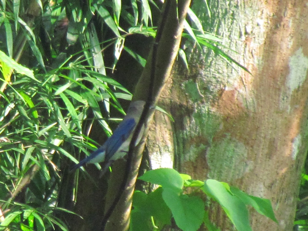 Blue-and-white Flycatcher - ML645026823