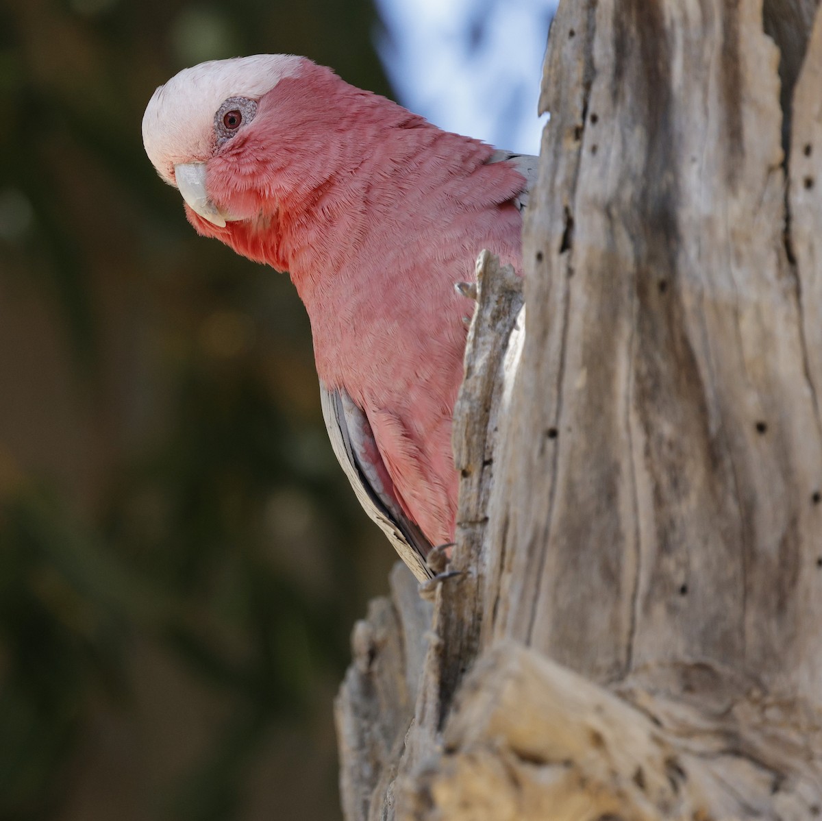 Rosakakadu - ML645026826
