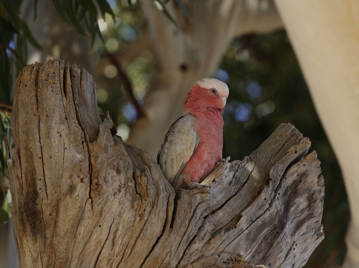 Rosakakadu - ML645026827