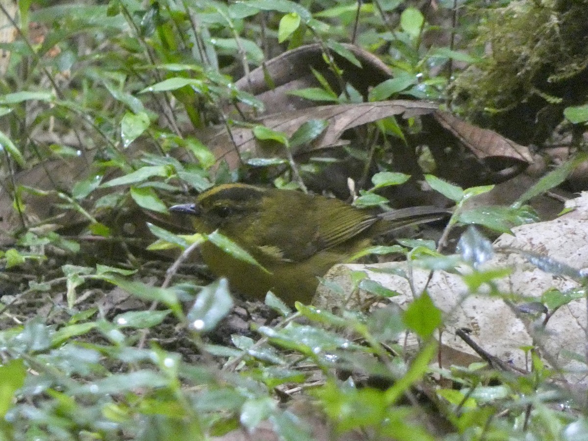 Choco Warbler - ML645026837