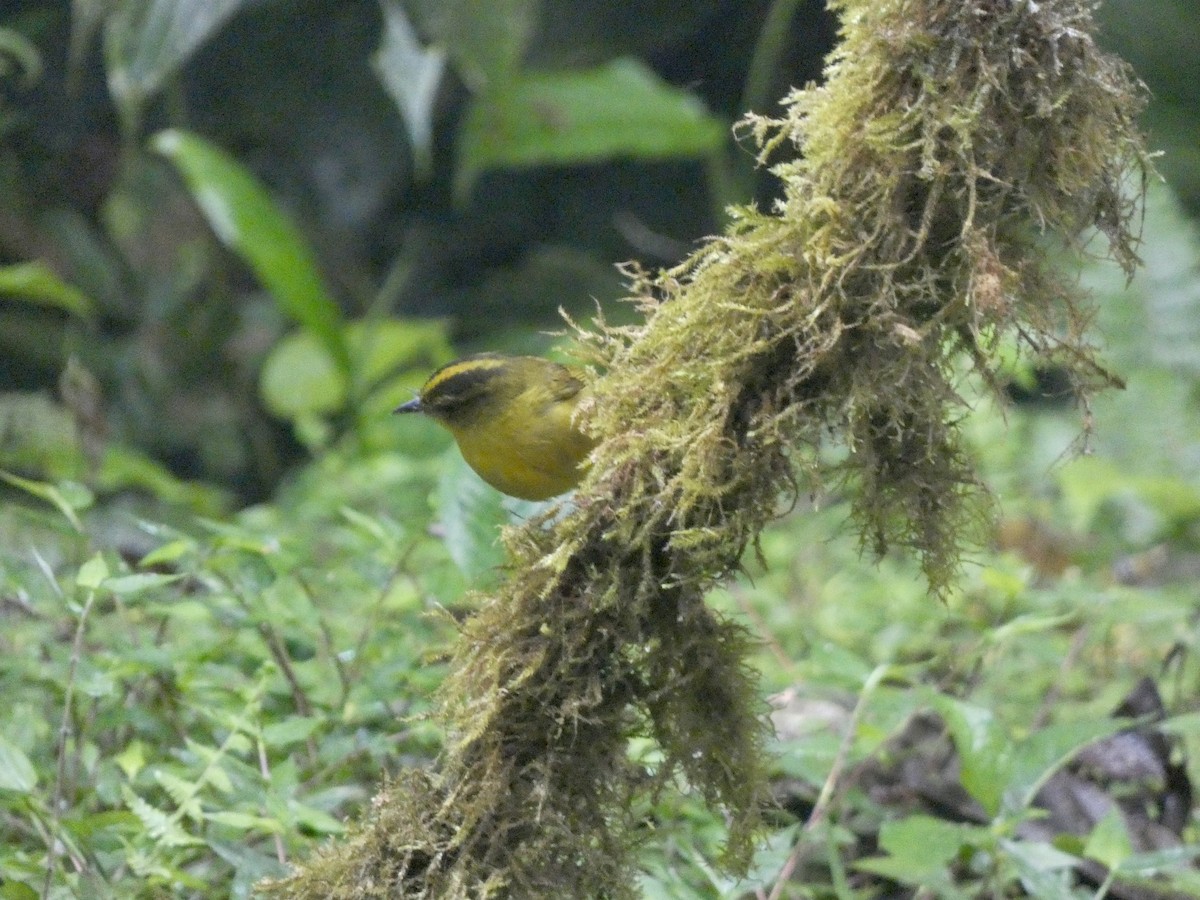 Choco Warbler - ML645026839