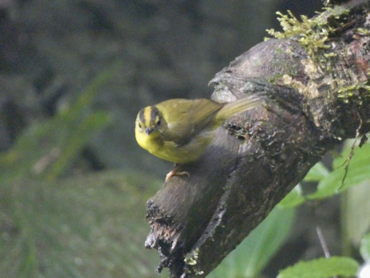 Choco Warbler - ML645026840