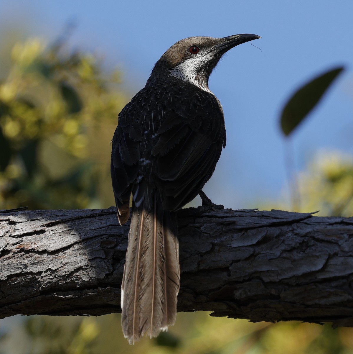 Zwerghonigfresser - ML645026851