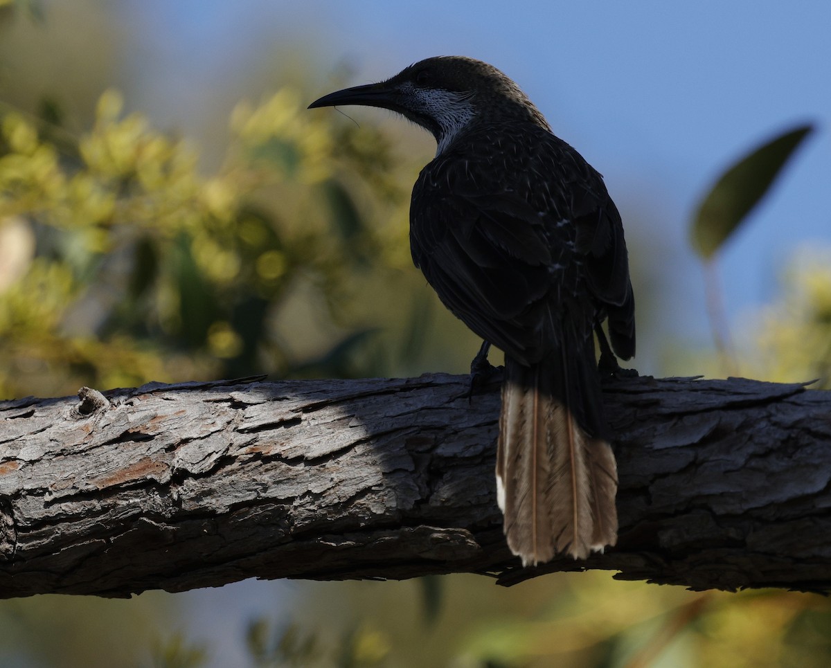 Zwerghonigfresser - ML645026852