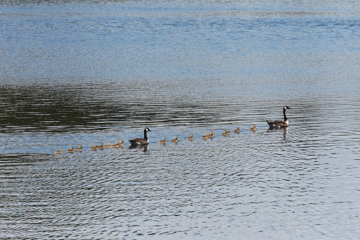 Canada Goose - ML645026854