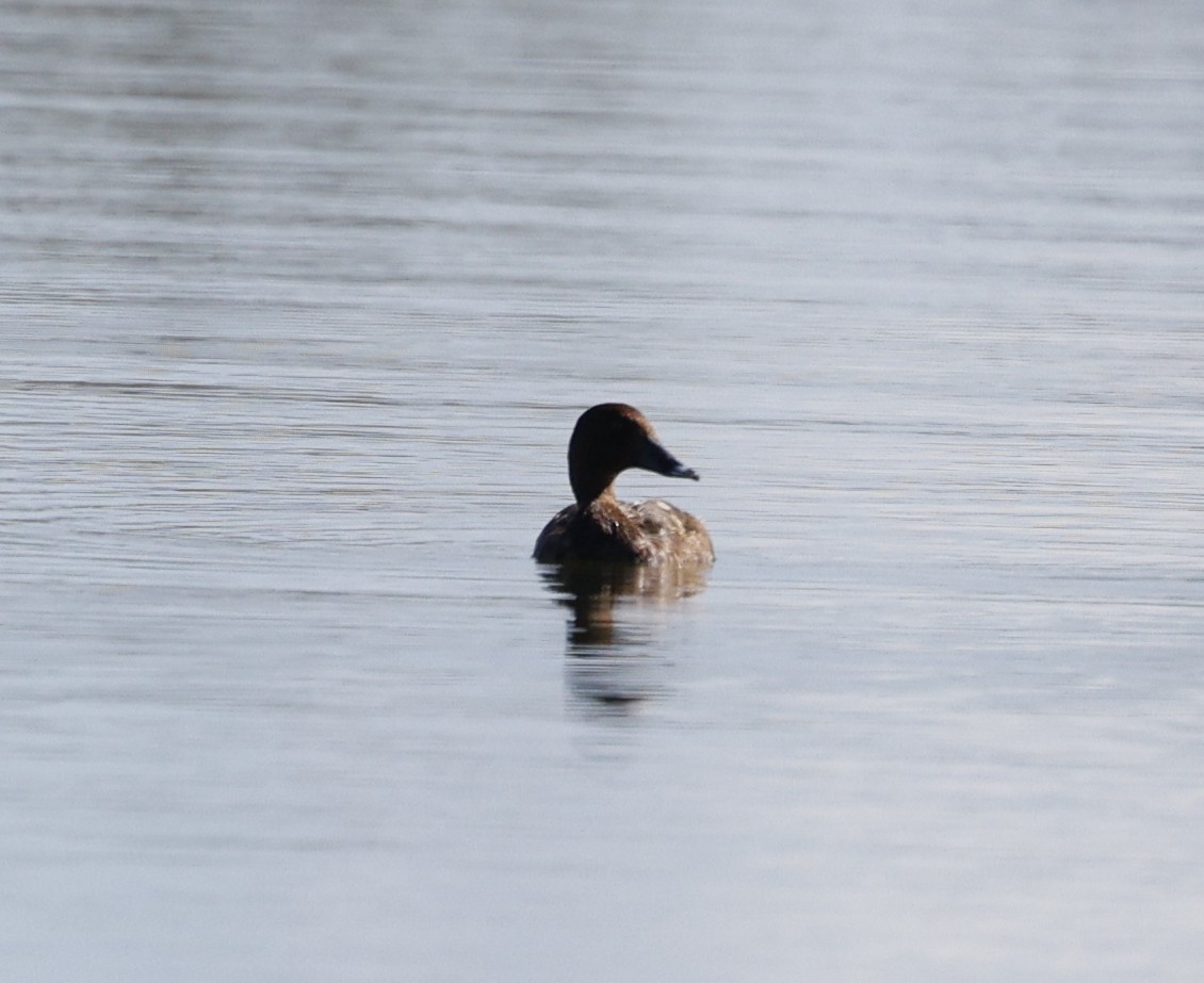 Hardhead - ML645026873