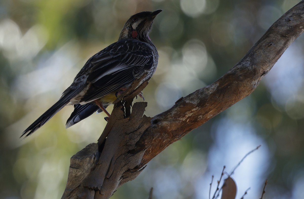 Rotlappen-Honigfresser - ML645026875