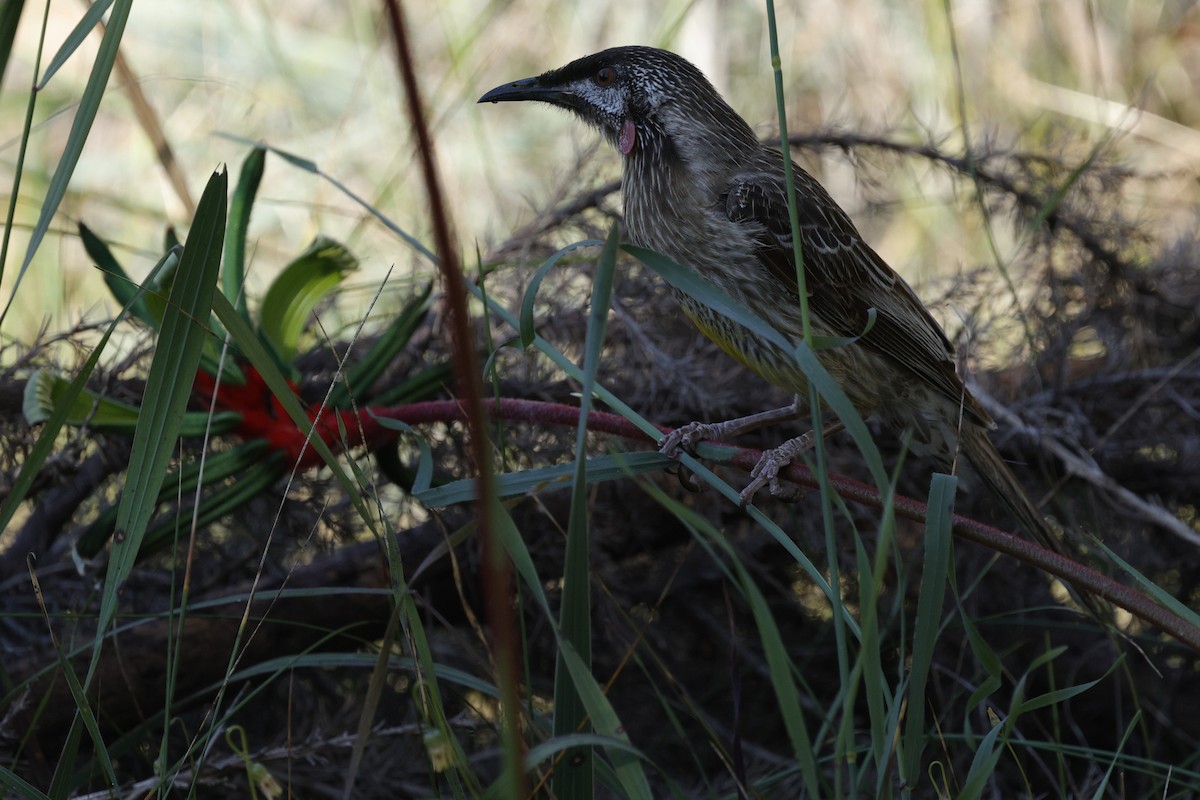 Red Wattlebird - ML645026876