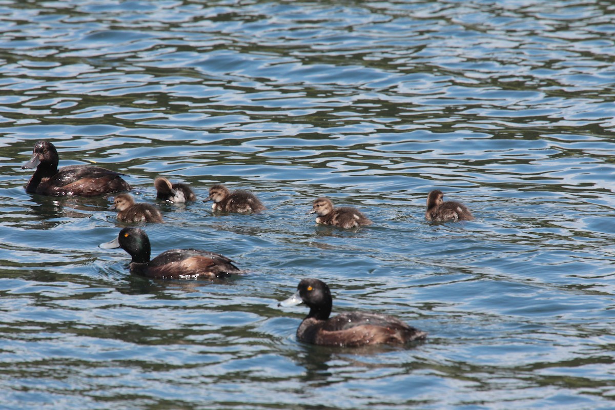 New Zealand Scaup - ML645026894