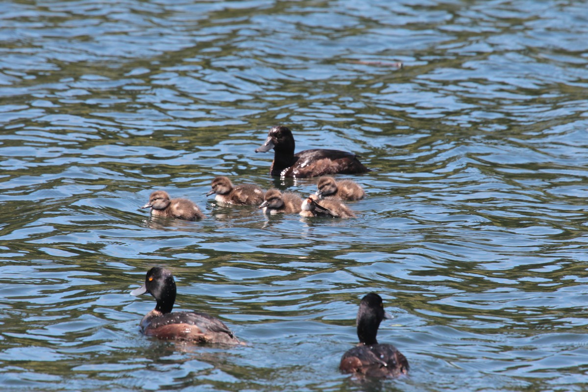 New Zealand Scaup - ML645026895