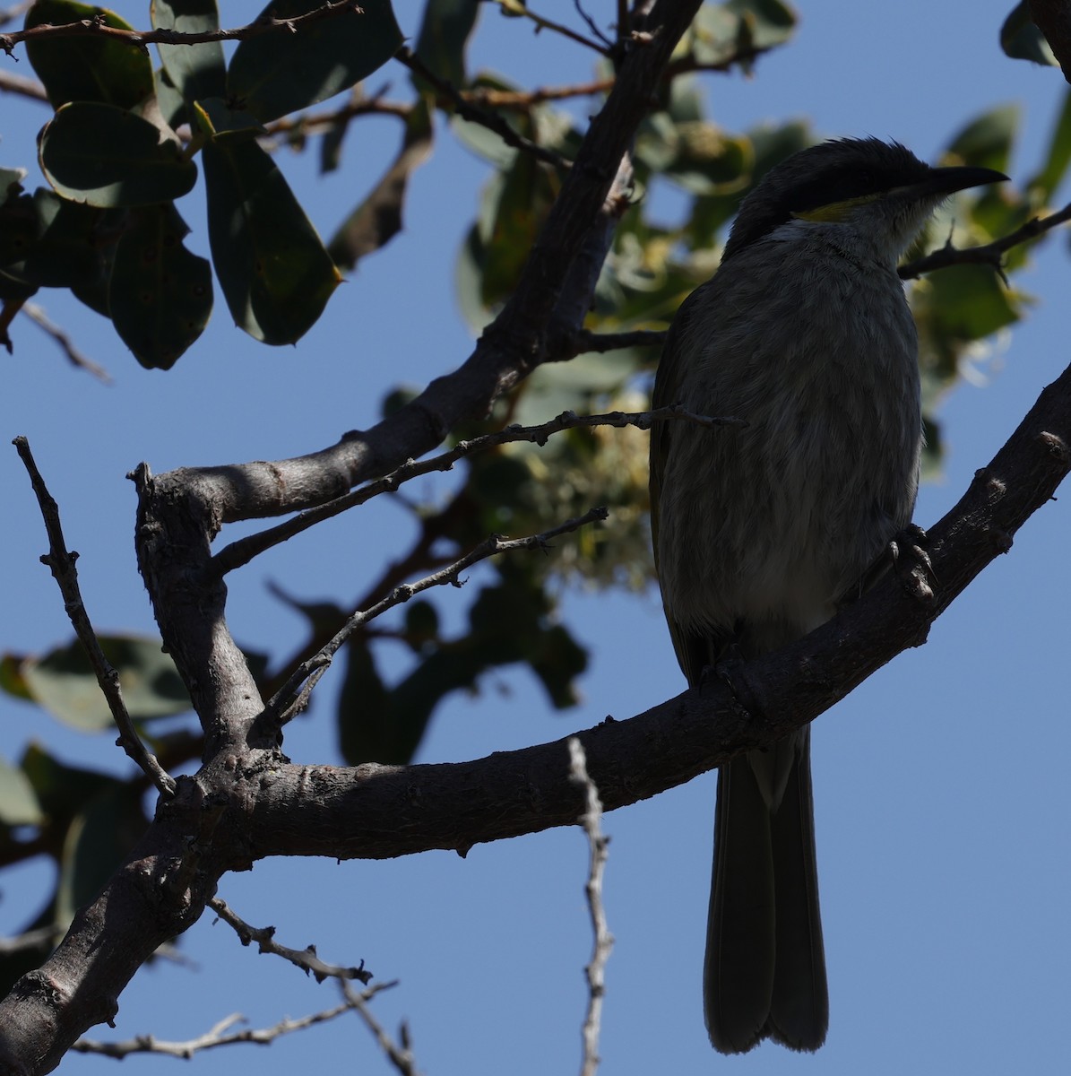 Pfeifhonigfresser - ML645026901