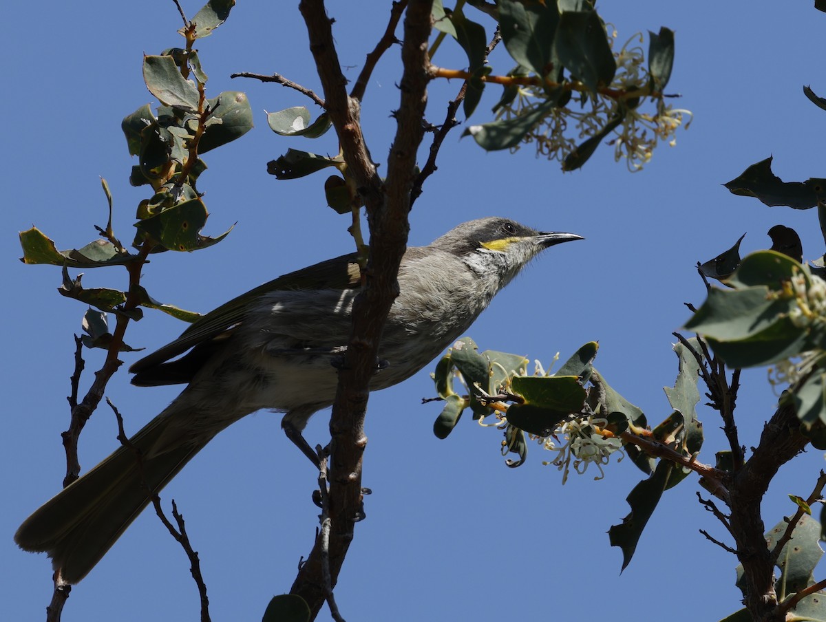 Singing Honeyeater - ML645026902
