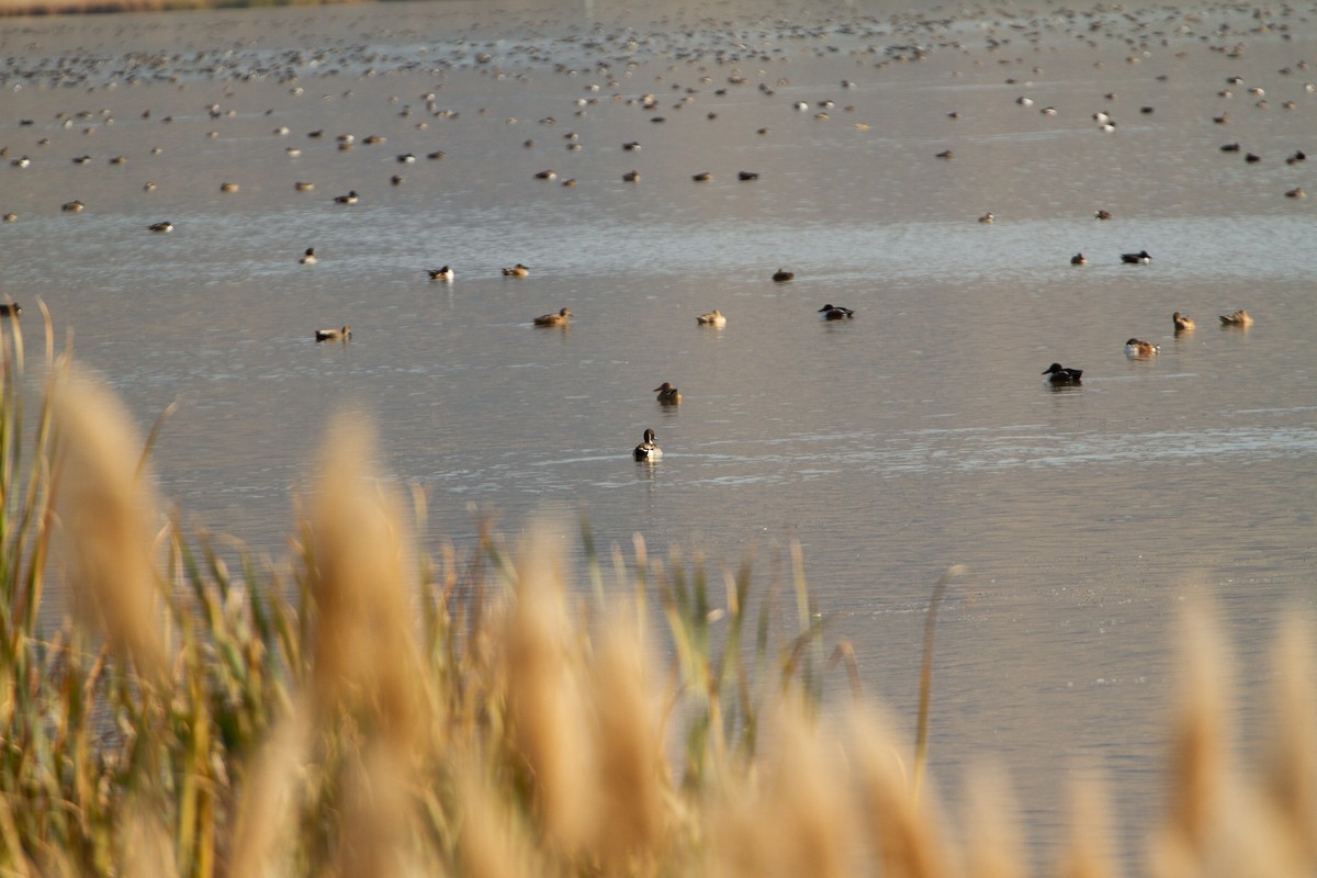 Northern Pintail - ML645026904