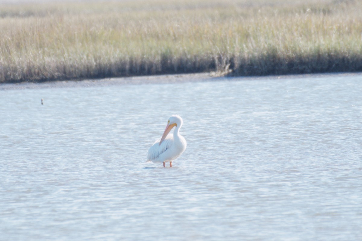 American White Pelican - ML645026905