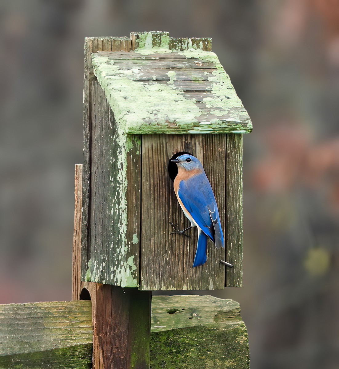 Azulejo Oriental - ML645026909