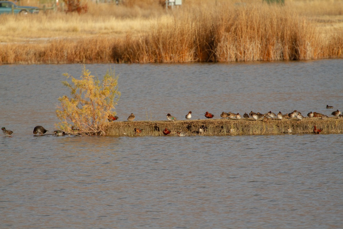 Green-winged Teal - ML645026918
