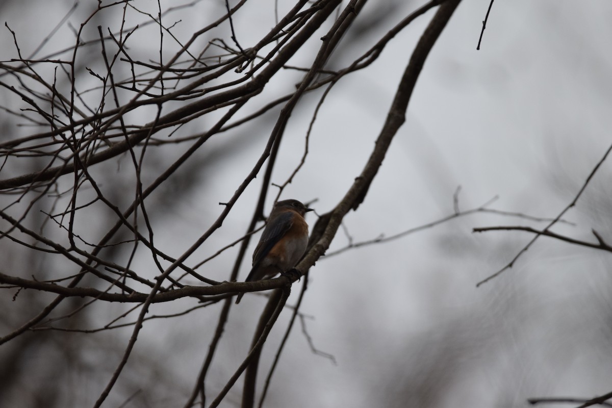 Azulejo Oriental - ML645026919