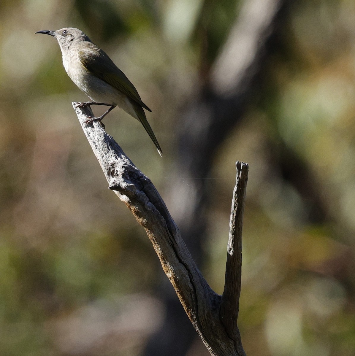 Braunhonigfresser - ML645026923