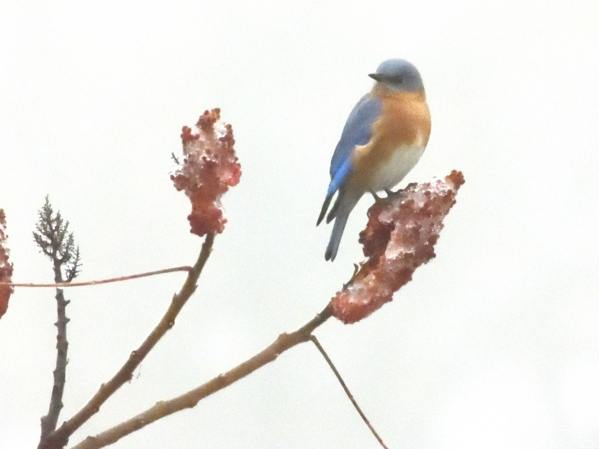 Azulejo Oriental - ML645026924