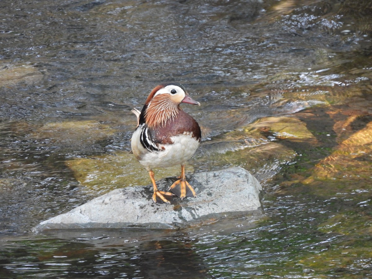 Mandarin-ahatea - ML645026925