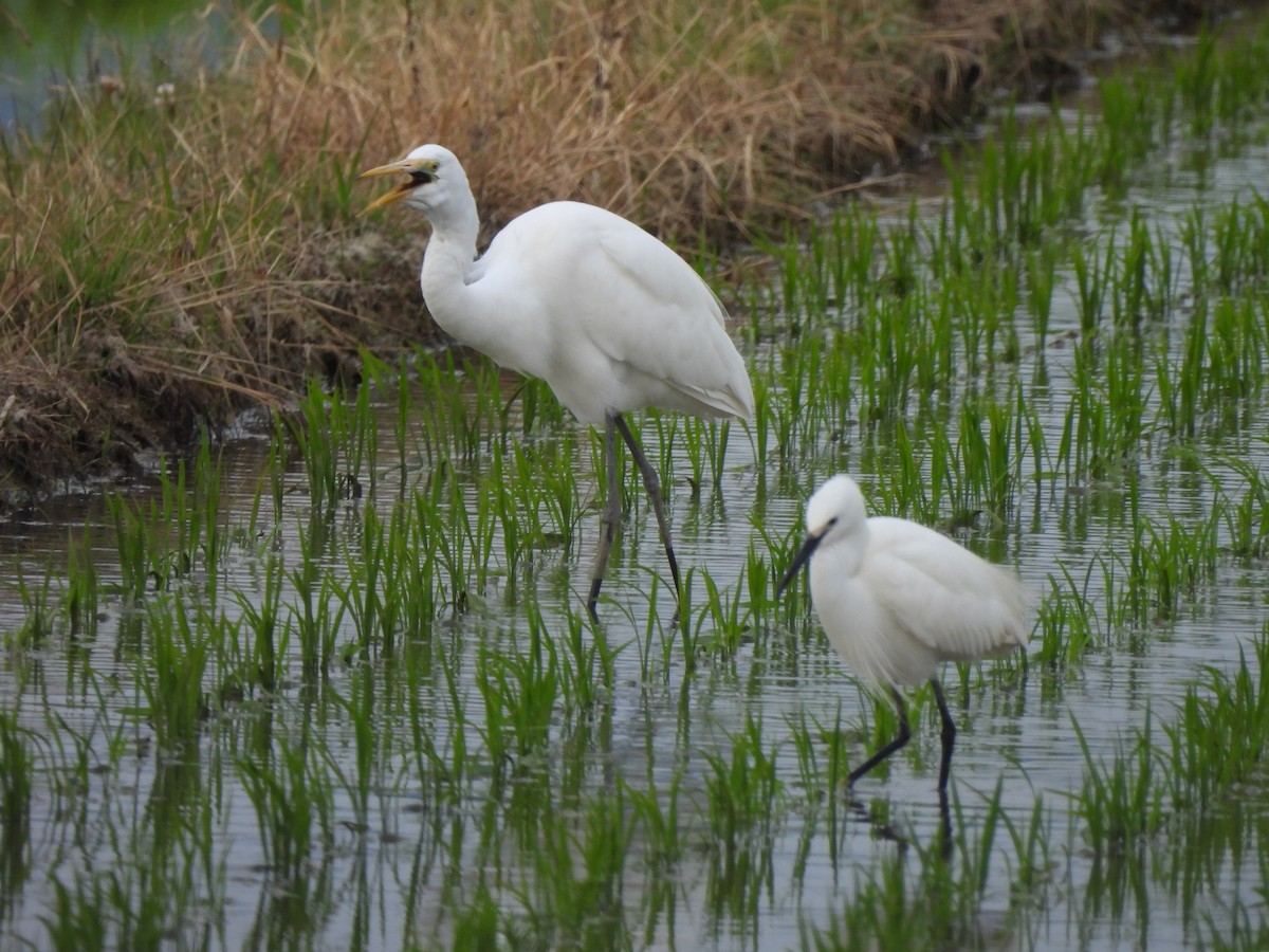Little Egret - ML645026938