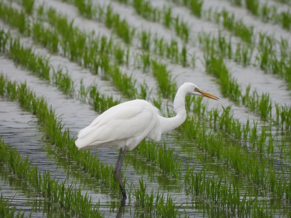 Great Egret - ML645026940