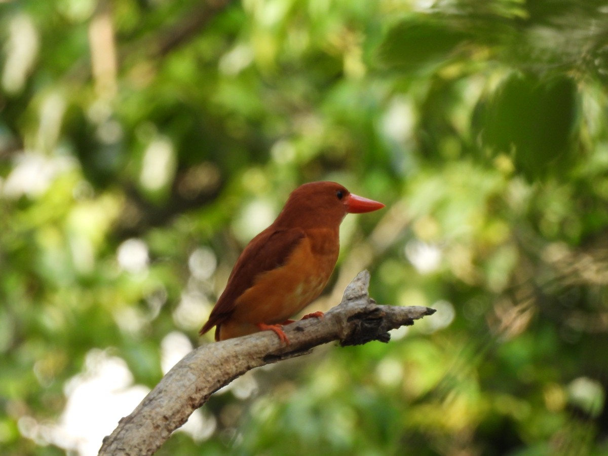 Ruddy Kingfisher - ML645026944