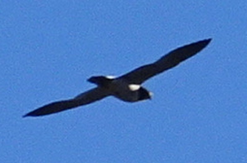 Peregrine Falcon - ML645026947