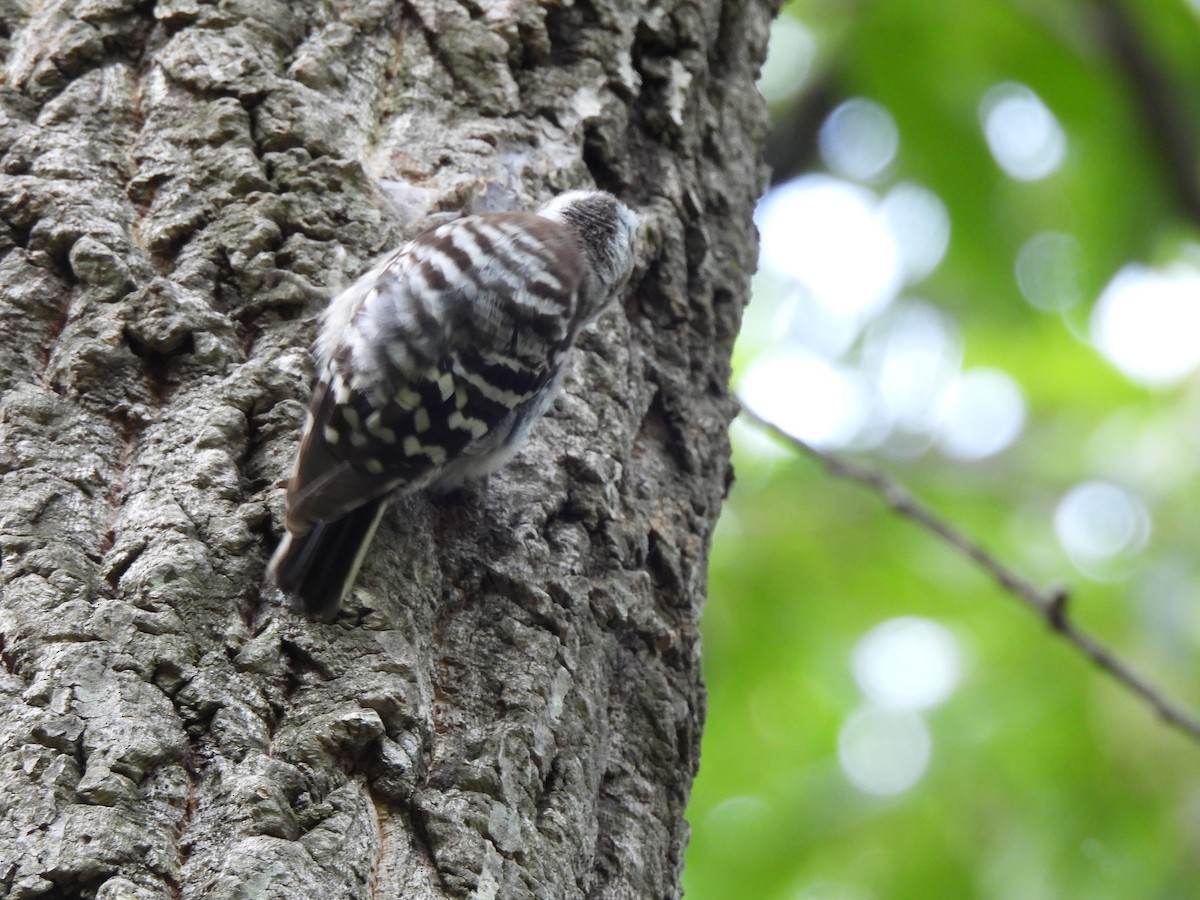 Japanese Pygmy Woodpecker - ML645026949