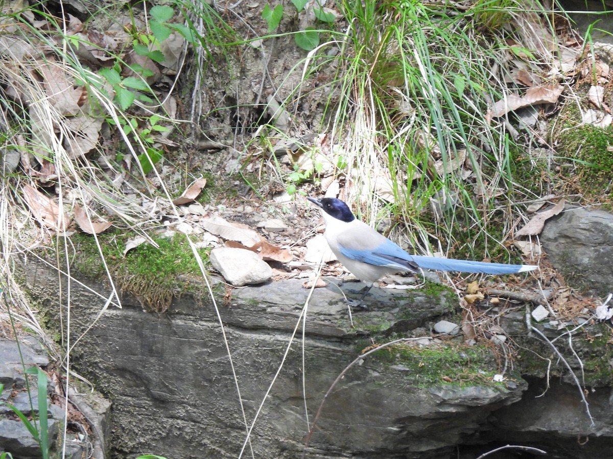 Azure-winged Magpie - ML645026951