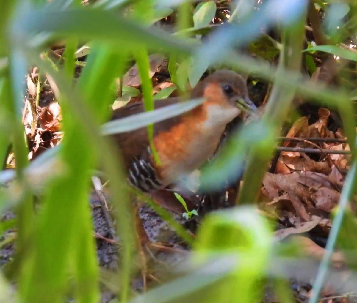 Rufous-sided Crake - ML645026953